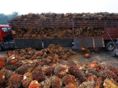 Produk Turunan Sawit RI Kuasai Pasar Amerika Serikat, Ekspor Semakin Terkonsolidasi Produk Turunan Sawit RI Kuasai Pasar Amerika Serikat, Ekspor Semakin Terkonsolidasi