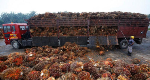 Produk Turunan Sawit RI Kuasai Pasar Amerika Serikat, Ekspor Semakin Terkonsolidasi Produk Turunan Sawit RI Kuasai Pasar Amerika Serikat, Ekspor Semakin Terkonsolidasi